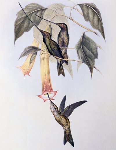 ソードビルト・ハミングバード（Docimastes ensiferus） 作： John Gould