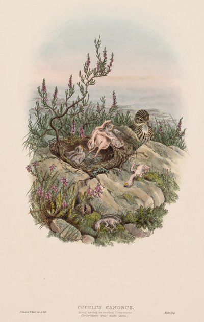 イギリスの鳥：Cuculus canorus。 作： John Gould