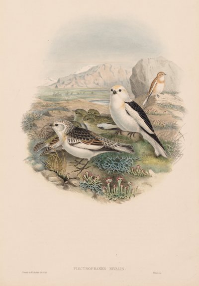 イギリスの鳥：Plestrophanes nivalis。 作： John Gould