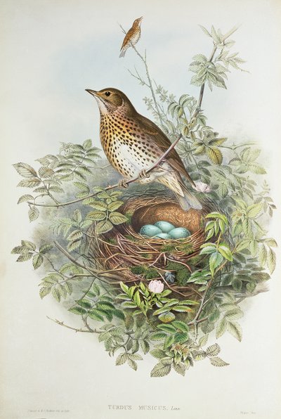 ツグミとその巣 (色リソ) 作： John Gould