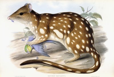 タイガークオール 作： John Gould