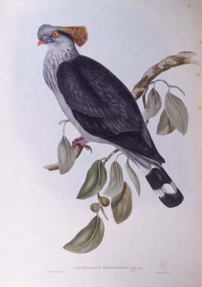 ハト（Lopholaimus antarcticus）、ジョン・グールドによるエングレーヴィング 作： John Gould