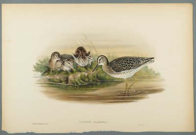Totanus Glareola-ウッドサンドパイパー（ウォーヴ紙にカラーリソ） 作： John Gould