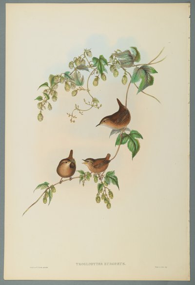 ミソサザイ属Europaeus-一般的なレン（織り紙のカラーリソ） 作： John Gould