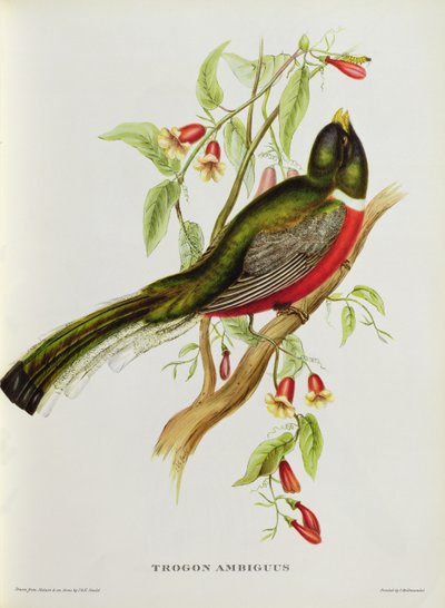 19世紀の「熱帯の鳥」からのTrogon Ambiguus（色付きのlitho） 作： John Gould