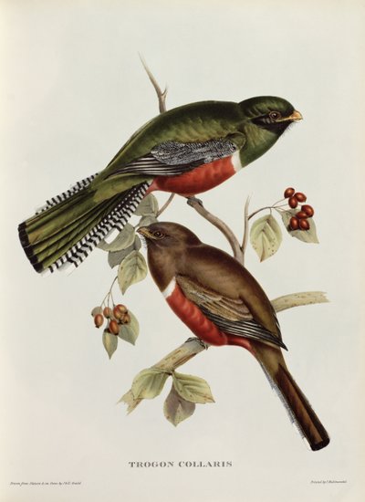 19世紀の「熱帯の鳥」からのTrogon Collaris（色付きのリソ） 作： John Gould