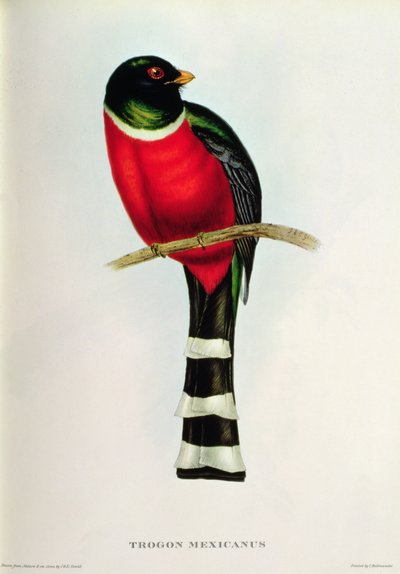 Trogon Mexicanus 作： John Gould