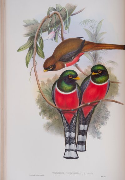 Trogon Personatus、イギリスの鳥、ジョングールド作のプレート、1862〜73年公開（手彩色のリソ） 作： John Gould