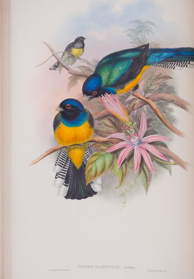 Trogon Ramoniana、ジョングールドによるイギリスの鳥のプレート、1862〜73年公開（手彩色のリソ） 作： John Gould