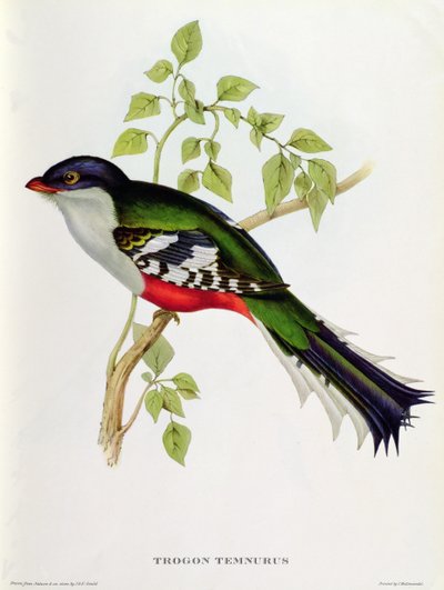 19世紀の「熱帯の鳥」からのTrogon Temnurus（色付きのlitho） 作： John Gould