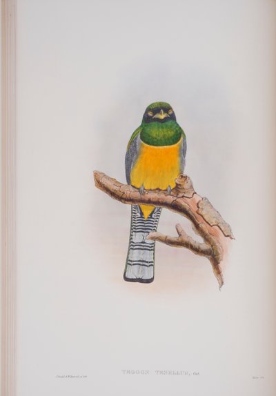 Trogon Tenellus、ジョングールド著イギリスの鳥からの版、1862〜73年公開（手彩色リソ） 作： John Gould