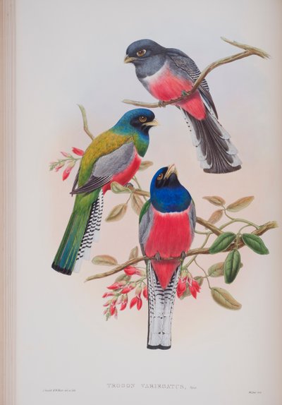 Trogon Variegatus、ジョングールドによる英国の鳥のプレート、1862〜73年公開（手塗りのリソ） 作： John Gould