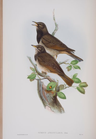 ターディスアトログラリス、ジョングールド著英国の鳥のプレート、1862〜73年公開（手塗りのリソ） 作： John Gould