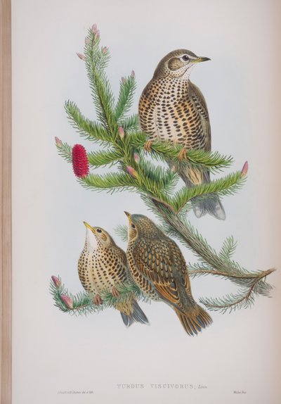 Turdus Viscivorus、ジョングールド著英国の鳥のプレート、1862〜73年公開（手塗りのリソ） 作： John Gould