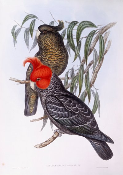 枝に止まっている2羽のオウム、エングレービング 作： John Gould