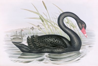 不明な画像 作： John Gould