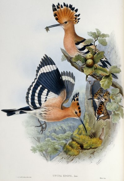 Upupa Epops 作： John Gould