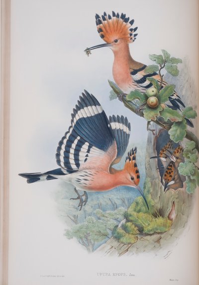 ウプパEpops、ジョングールドによる英国の鳥のプレート、1862〜73年公開（手塗りのリソ） 作： John Gould