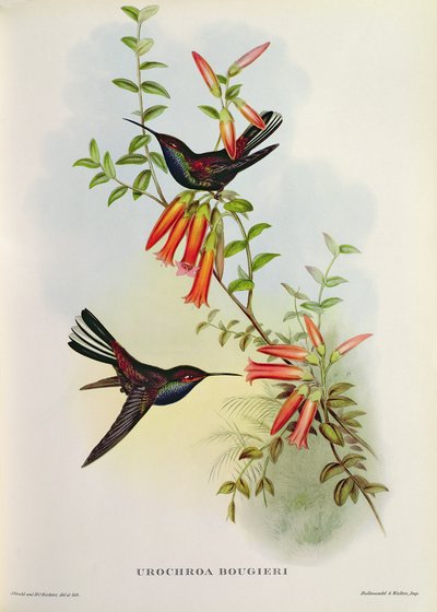 ウロクロア・ブギエリ 作： John Gould