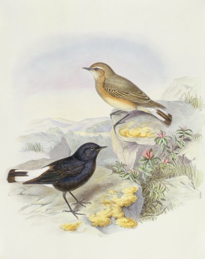 バリアブルホエール（Oenanthe picata）、ジョン・グールドによるエングレーヴィング 作： John Gould