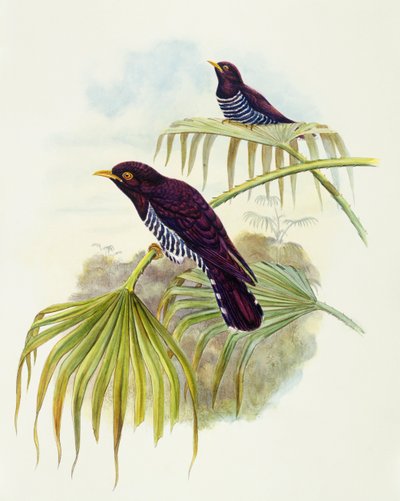 スミレカッコウ（Chrysococcyx xanthorhynchus）、ジョン・グールドによるエングレーヴィング 作： John Gould