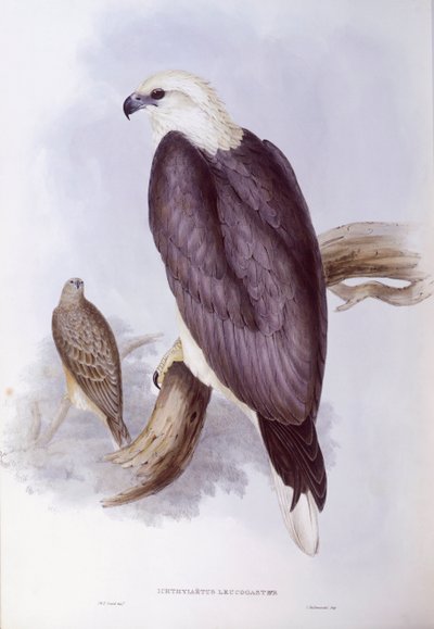 ホワイトベリード・フィッシュ・イーグル（Haliaeetus leucogaster）、ジョン・グールドによるエングレーヴィング 作： John Gould