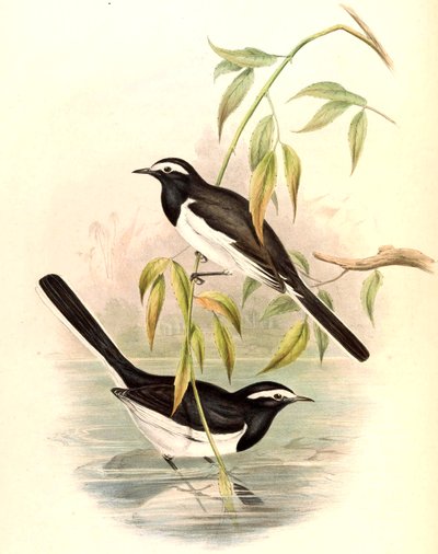 セグロセキレイ（セキレイセキレイ）のMotacilla maderaspatensis Gmelin 作： John Gould