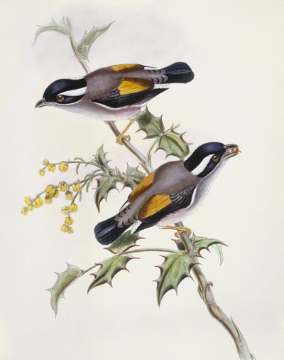 ホワイトブラウズ・モズバブリー（Pteruthius flaviscapis）、ジョン・グールドによるエングレーヴィング 作： John Gould