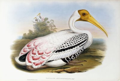 白頭アイビス;タンタラスロイコセファルス、1850年から1873年頃 作： John Gould