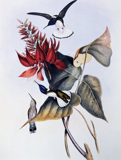 ホワイトネックド・ジャコビン（Florisuga mellivora）、ジョン・グールド（1804-1881）によるMonograph of Trochilidae or Humming Birds（1849-1861）からの抜粋。 作： John Gould