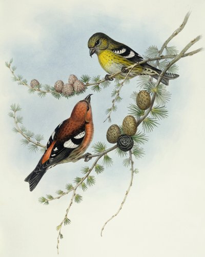 白翼のクロスビル（Loxia leucoptera）、ジョン・グールドによるエングレーヴィング 作： John Gould