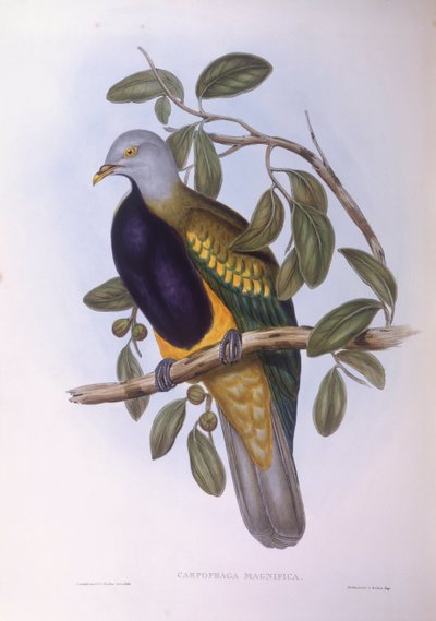 ワンプーフルーツドバト（Ptilinopus magnificus）、ジョン・グールドによるエングレーヴィング 作： John Gould