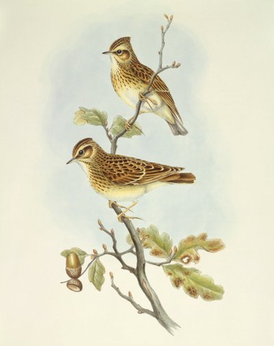 ウッドヒバリ（Lullula arborea）、ジョン・グールドによるエングレーヴィング 作： John Gould