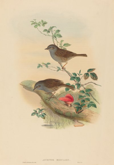 Accentor modules (ダンノック) 作： John Gould and H.C. Richter