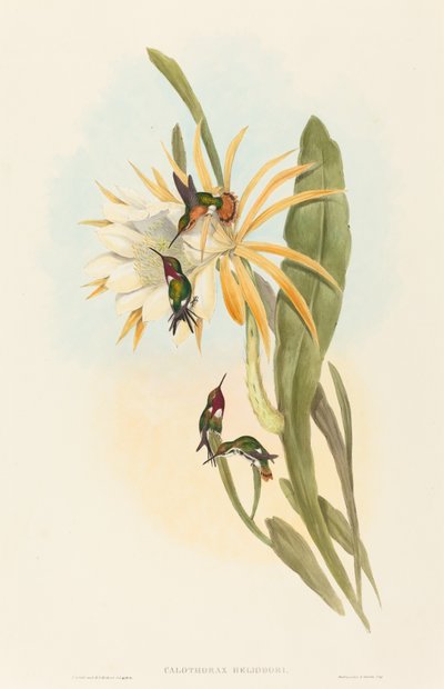 Calothorax helioodorus 作： John Gould and H.C. Richter
