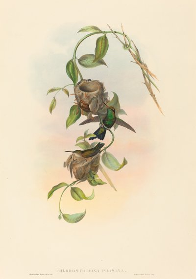 Chlorostilbona prasina (パンチェランのエメラルド) 作： John Gould and H.C. Richter