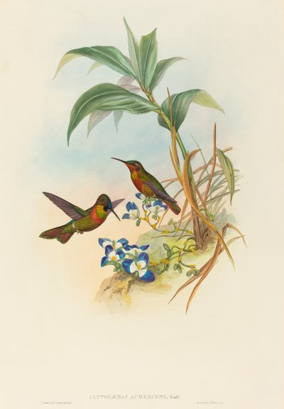 Clytolaema aurescens (Banded Ruby または Gould