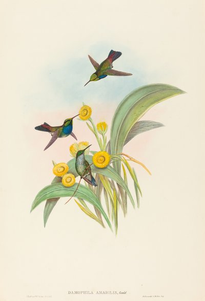 ダモフィラ・アマビリス (アオハチドリ) 作： John Gould and H.C. Richter