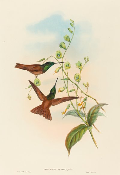 Diphogena aurora (グールドの虹) 作： John Gould and H.C. Richter