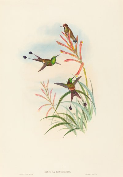 Discura longicauda (ラケットテール) 作： John Gould and H.C. Richter