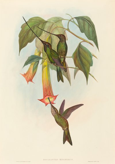 Docimastes ensiferus (ハチドリハチドリ) 作： John Gould and H.C. Richter