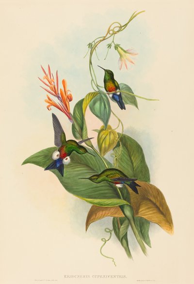 Eriocnemis cupreiventris (コッパーベント パフレグ) 作： John Gould and H.C. Richter