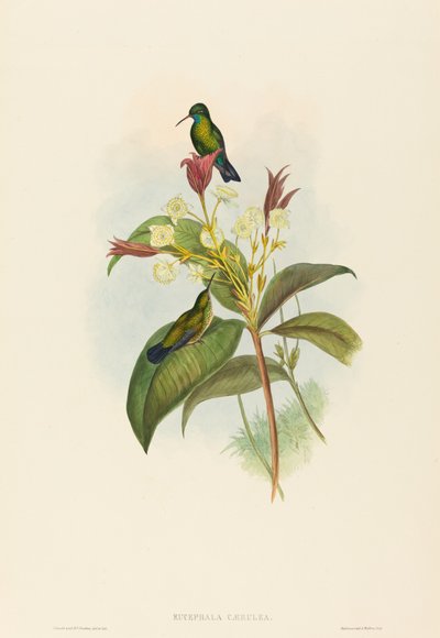 青あごサファイア 作： John Gould and H.C. Richter