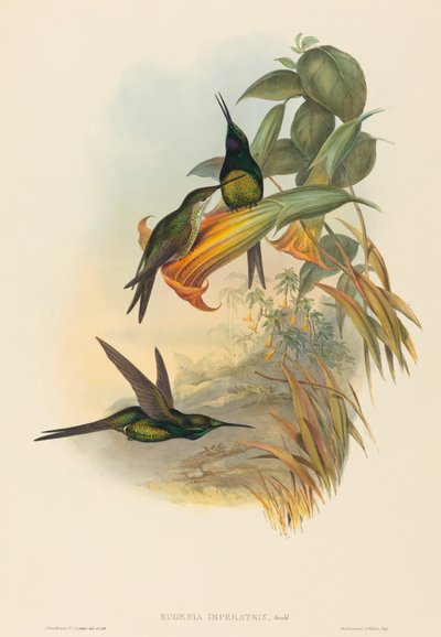 皇后ハチドリ 作： John Gould and H.C. Richter
