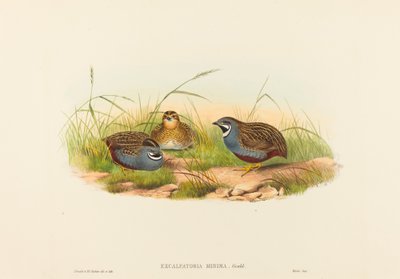Excalftoria minima (アオブレストウズラ) 作： John Gould and H.C. Richter