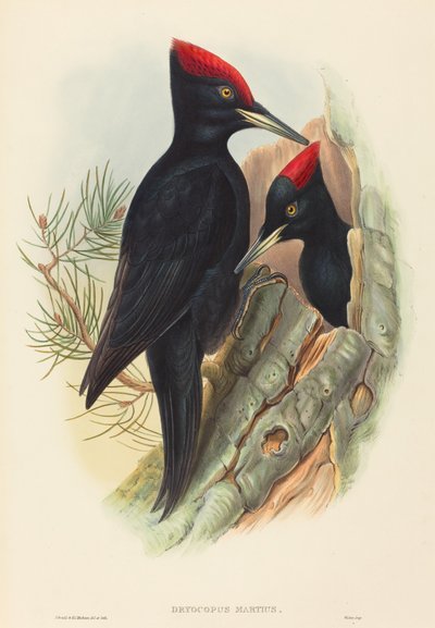 オオクロキツツキ (Dryocopus martius) 作： John Gould and H.C. Richter