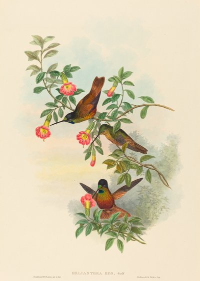 Helianthea eos (ゴールデン スター フロントレット) 作： John Gould and H.C. Richter