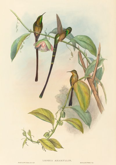 レズビアン アマリリス 作： John Gould and H.C. Richter