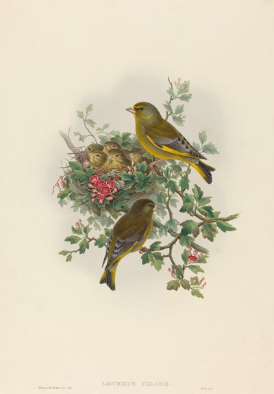 Ligurinus chloris (グリーンフィンチ) 作： John Gould and H.C. Richter