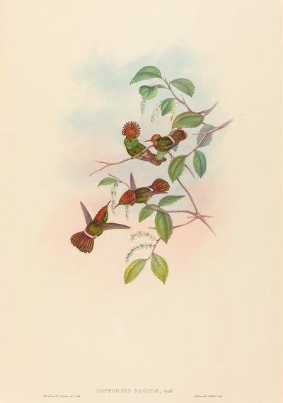 スパングルコケット 作： John Gould and H.C. Richter